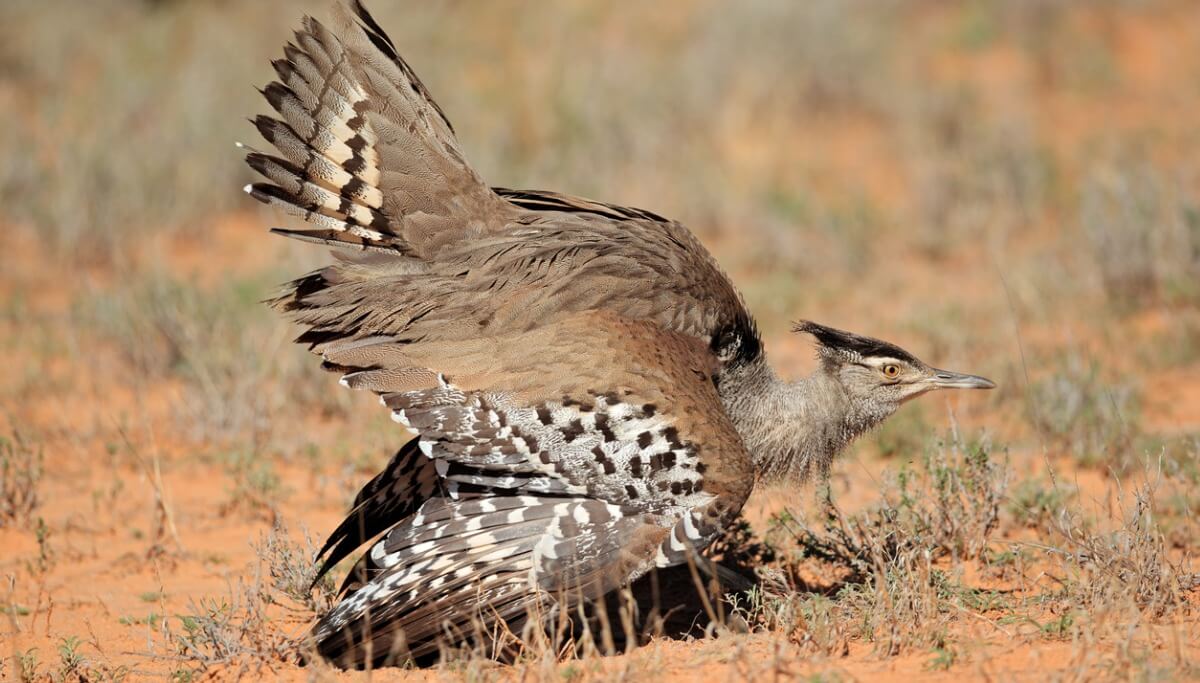 Uma reprodução de abetarda.