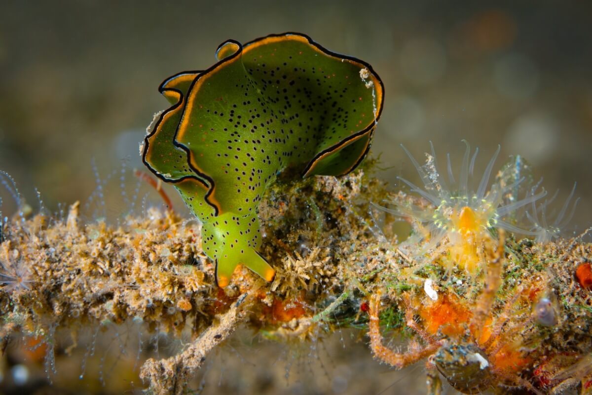 An emerald slug at the bottom of the sea.