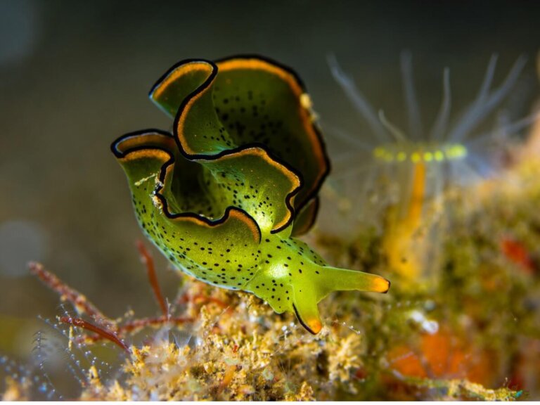 Babosa esmeralda: un animal que hace fotosíntesis