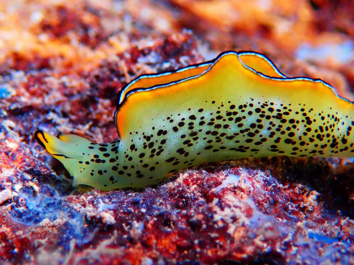 Las babosas de mar son coloridas.