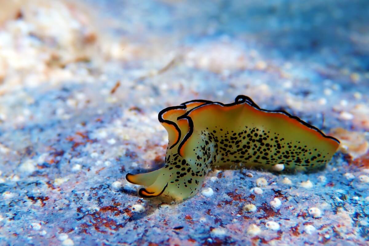 A sea slug.