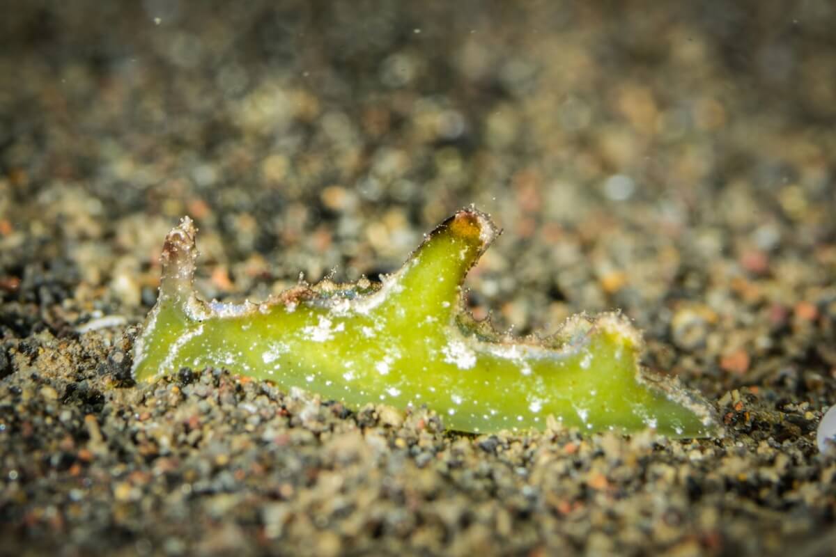 An emerald slug photosynthesizes.