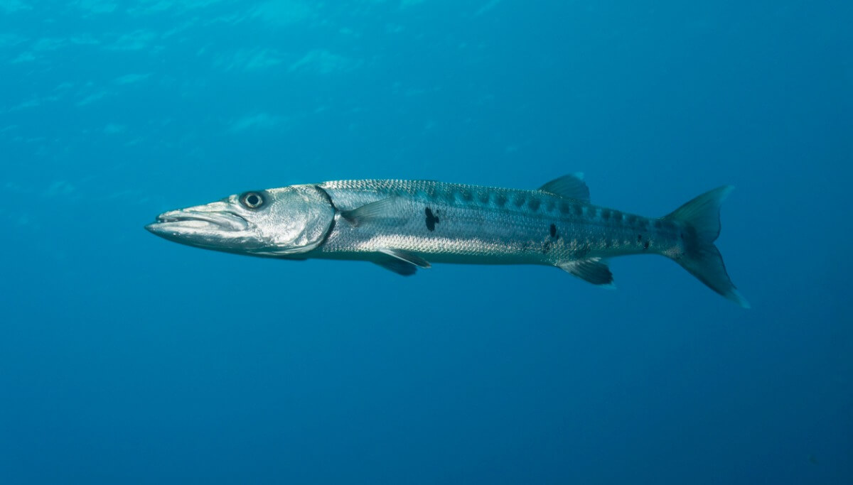 Una barracuda en el mar.