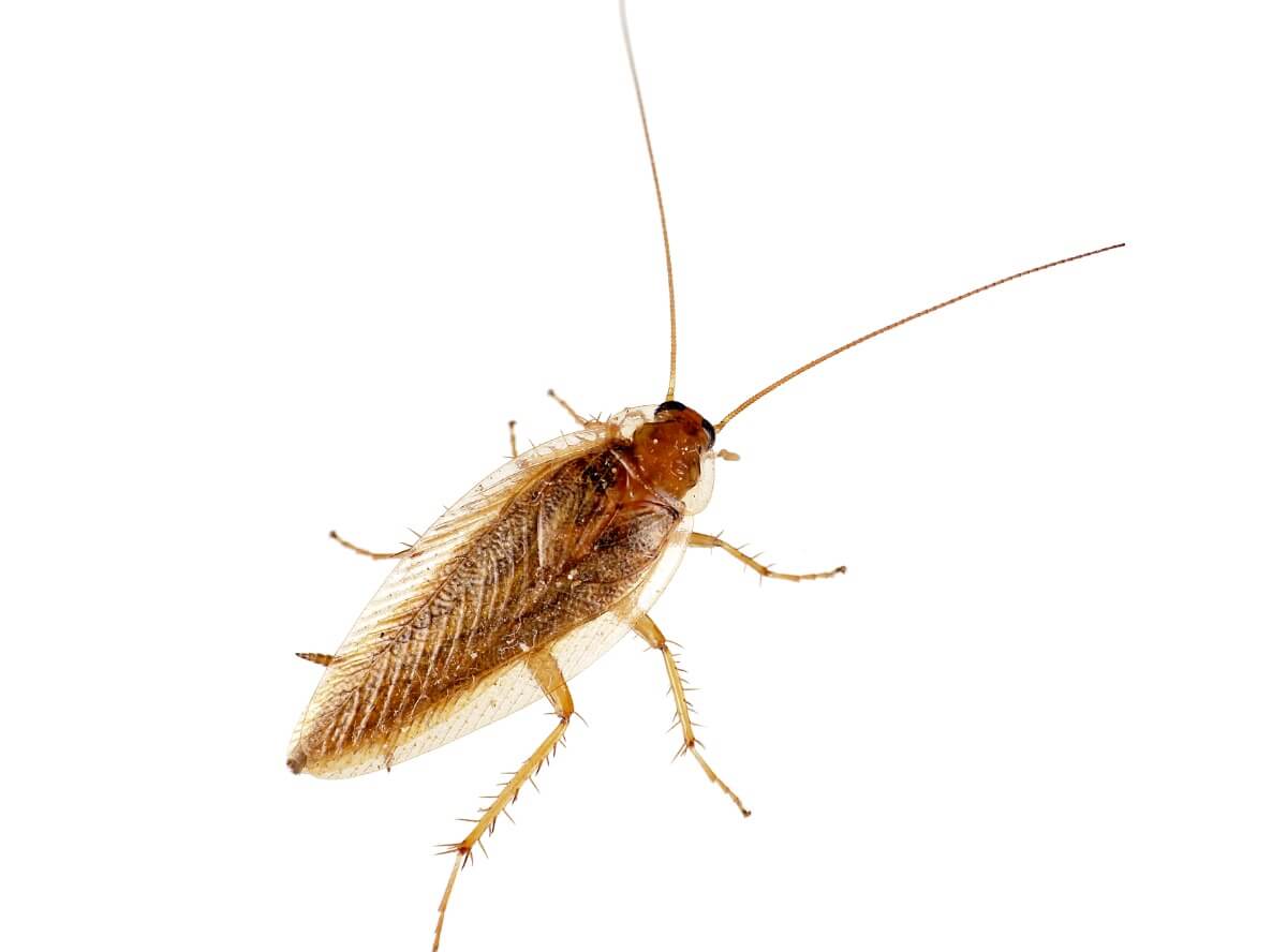 A German cockroach on white background.