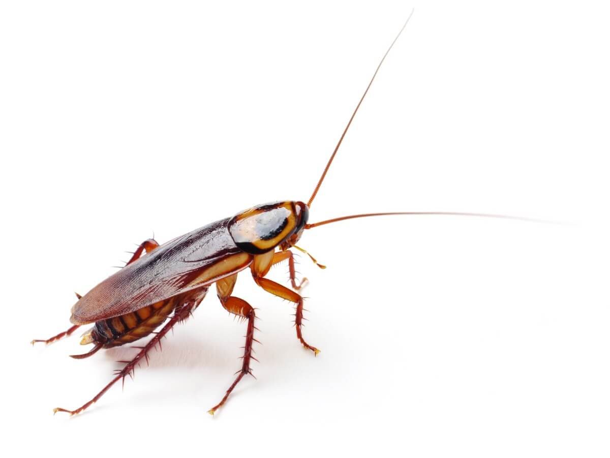 A cockroach.