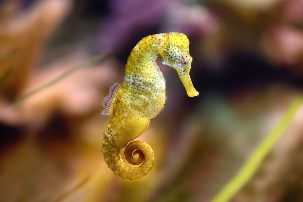 Un caballito de mar.