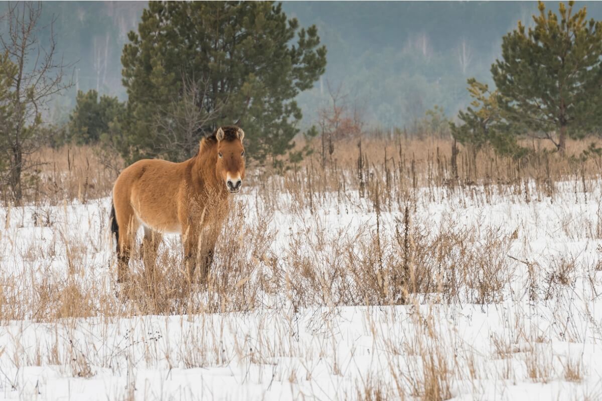A Chernobyl horse looks at the camera.