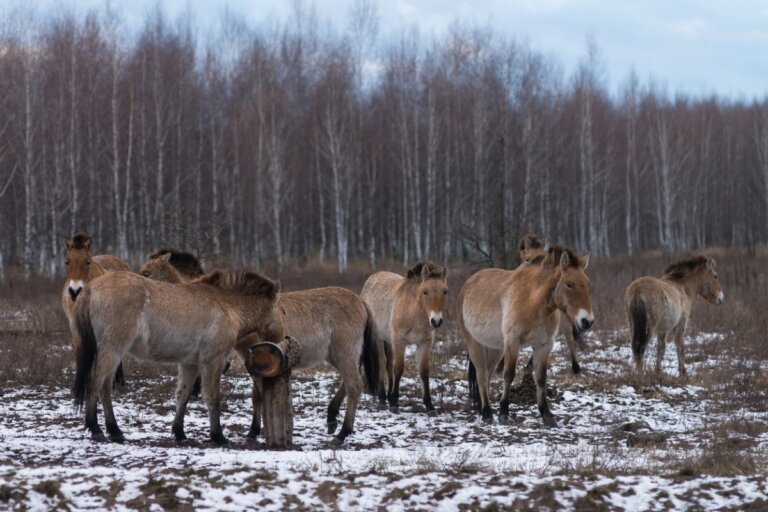 Los caballos de Chernóbil: ¿Cómo sobreviven?
