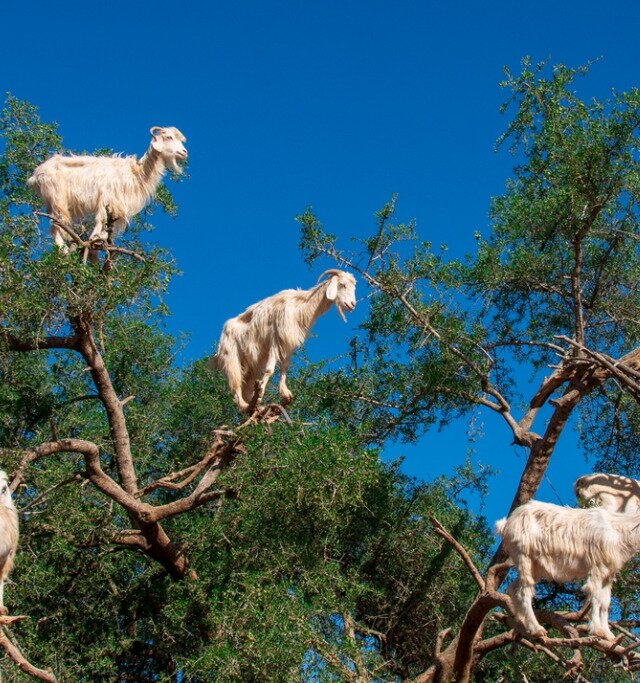 Por qué las cabras se suben a los árboles en Marruecos? - Mis Animales