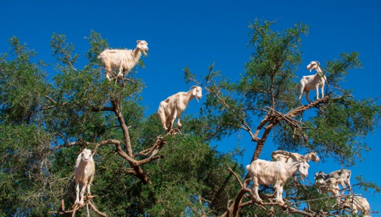 ¿Por qué las cabras se suben a los árboles en Marruecos?