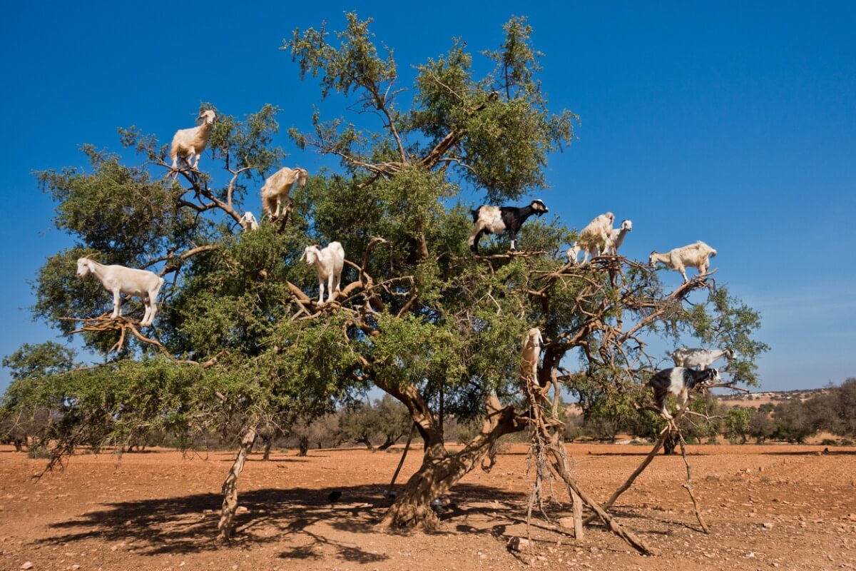 Les chèvres marocaines grimpent aux arbres.