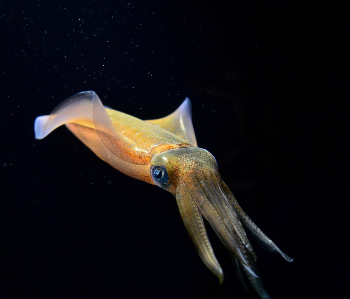 Un calamar luciérnaga.