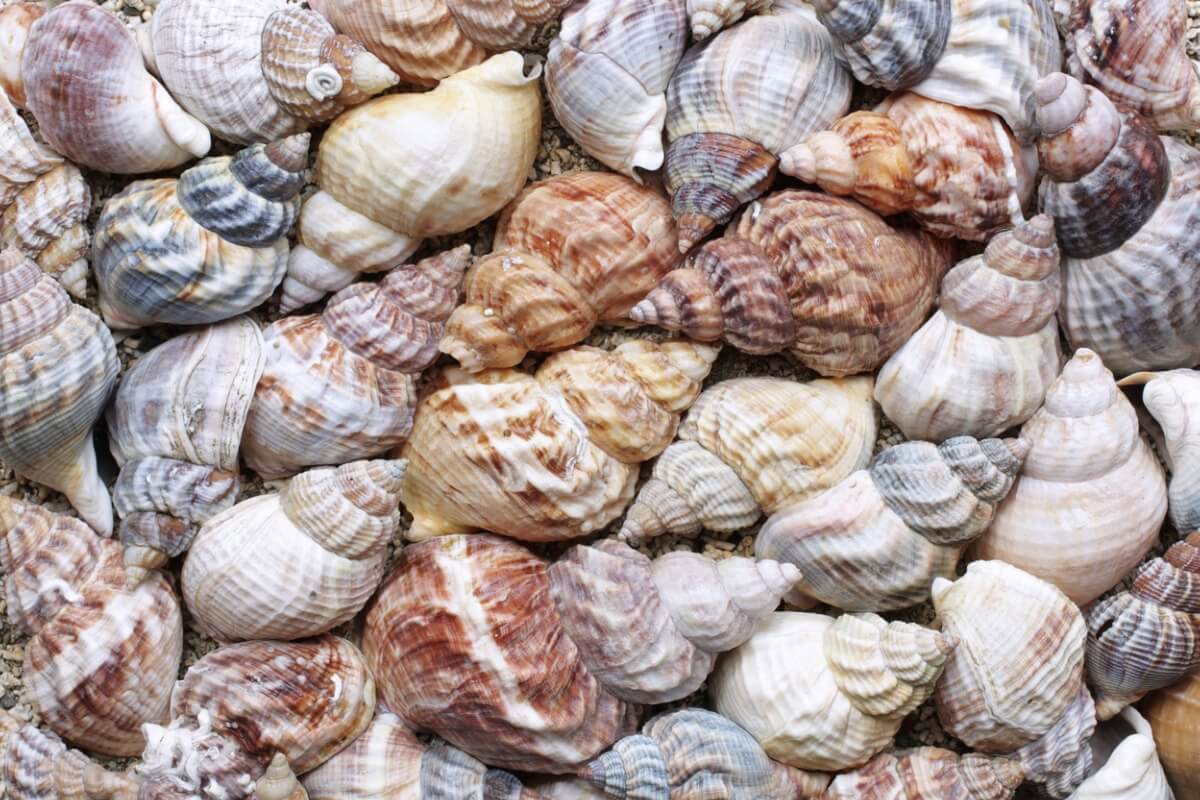 Carcasas de caracoles.