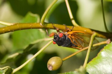 Curiosidades sobre las cigarras