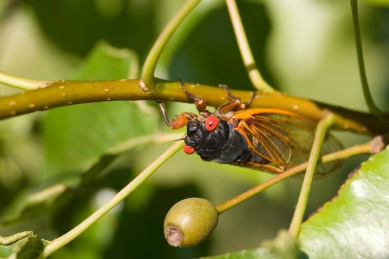 Cigarras: hábitat y características