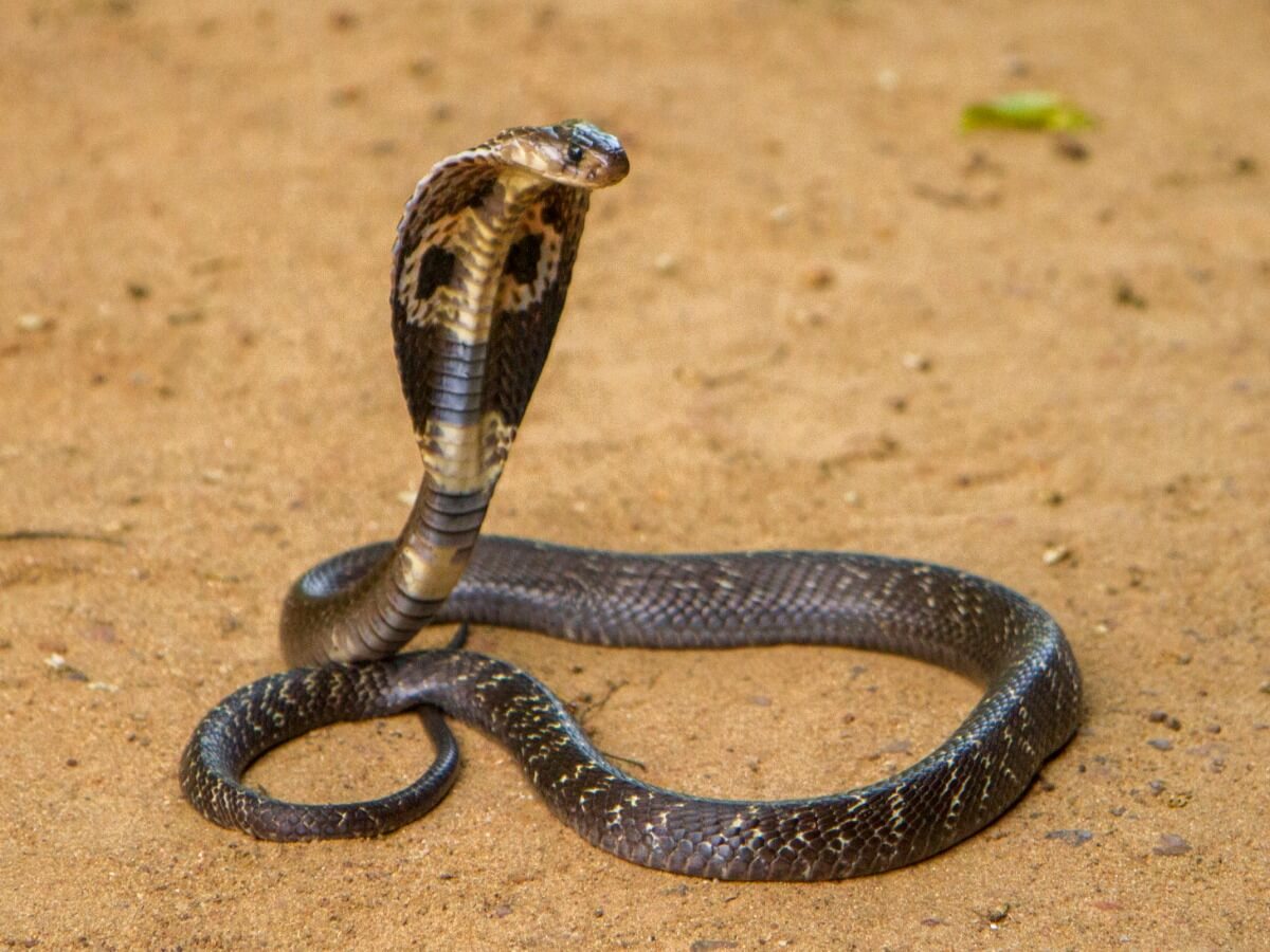 9 de las serpientes más mortales