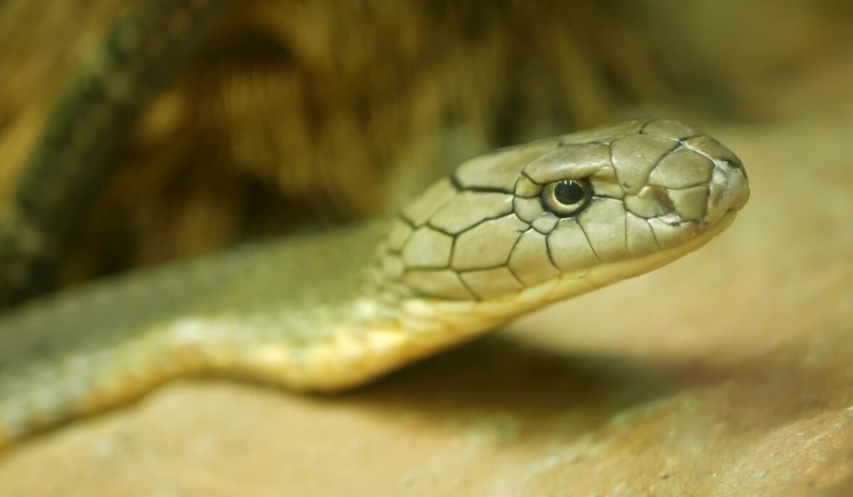 Una cobra real mira a cámara.