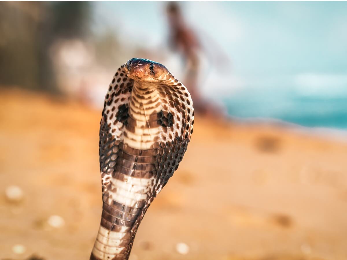 Le cobra royal fait partie des animaux les plus agressifs au monde.