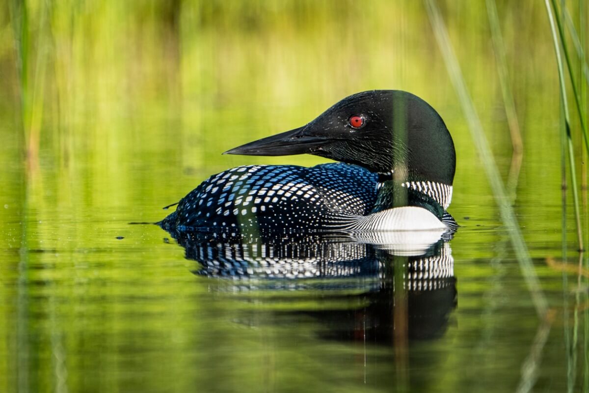 En svartnäbbad islom i vatten.
