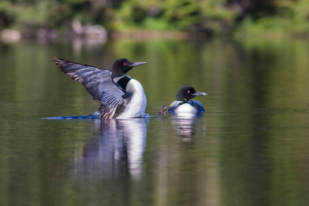 Dessa fåglar är fascinerande.