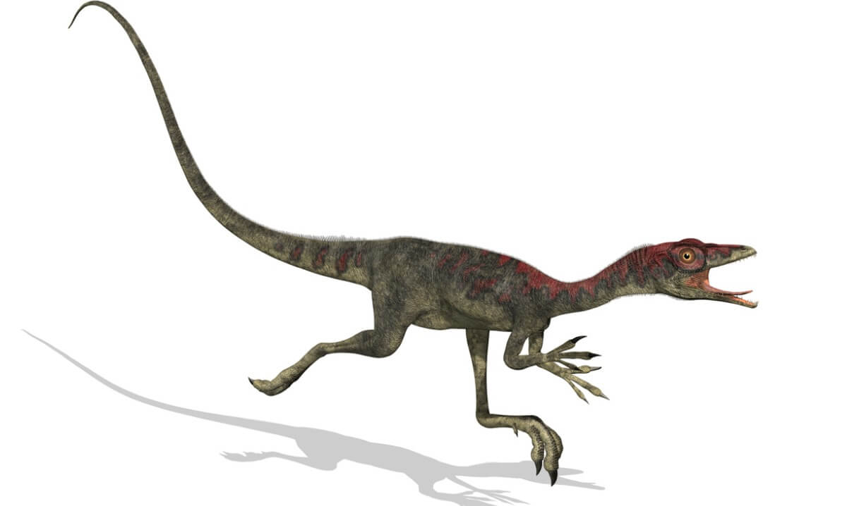 Un compsognathus sobre fondo blanco.