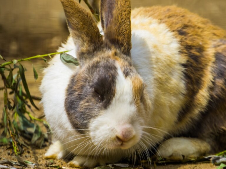 Conejo arlequín: características, cuidados y alimentación