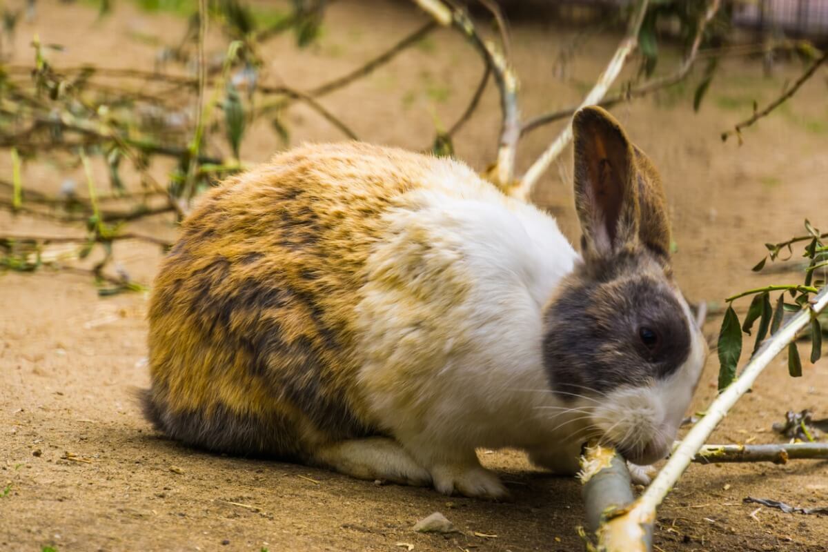 Rabbits perform coprophagia.