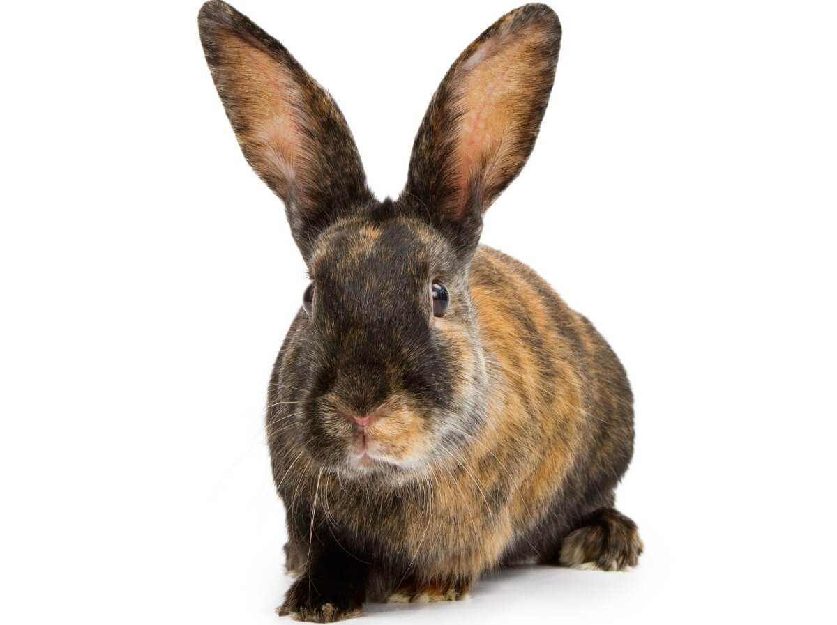 Il comportamento dei conigli è molto curioso.