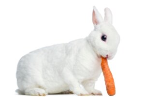 Conejo rex: características, cuidados y alimentación