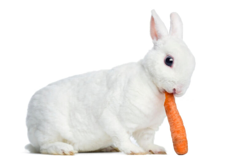 Comportamiento de los conejos