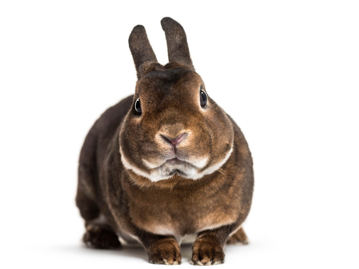 Un coniglio