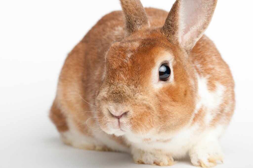 Conejo rex: características, cuidados y alimentación - Mis animales