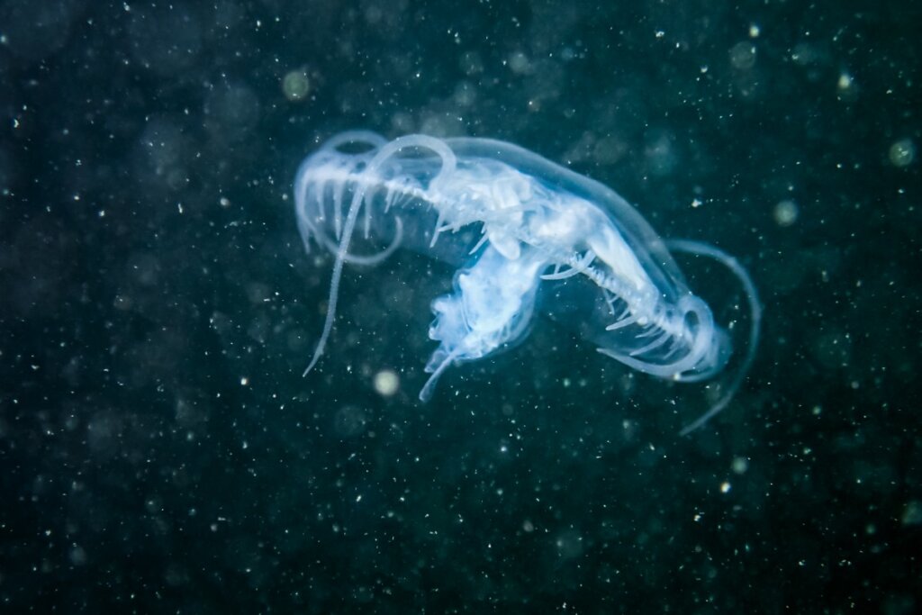 Craspedacusta sowerbyi: la medusa de agua dulce que coloniza las aguas del mundo