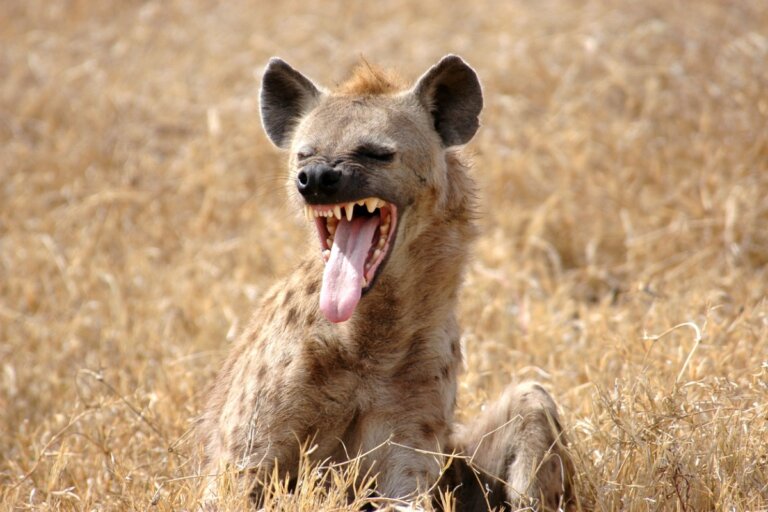 Alimentación y datos curiosos sobre las hienas