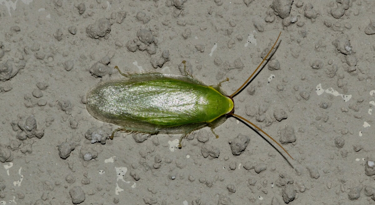 A Cuban cockroach.