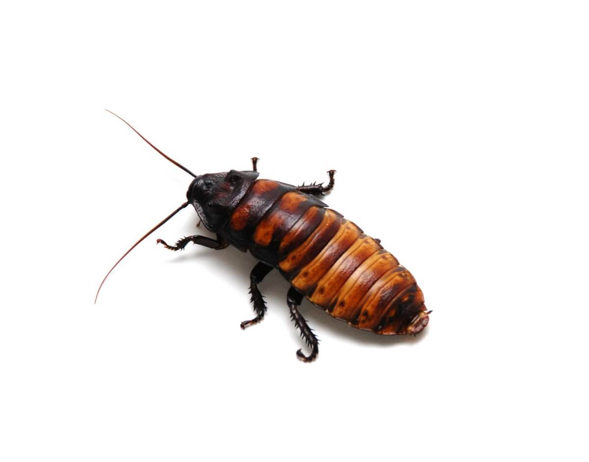 Una cucaracha portentosa.