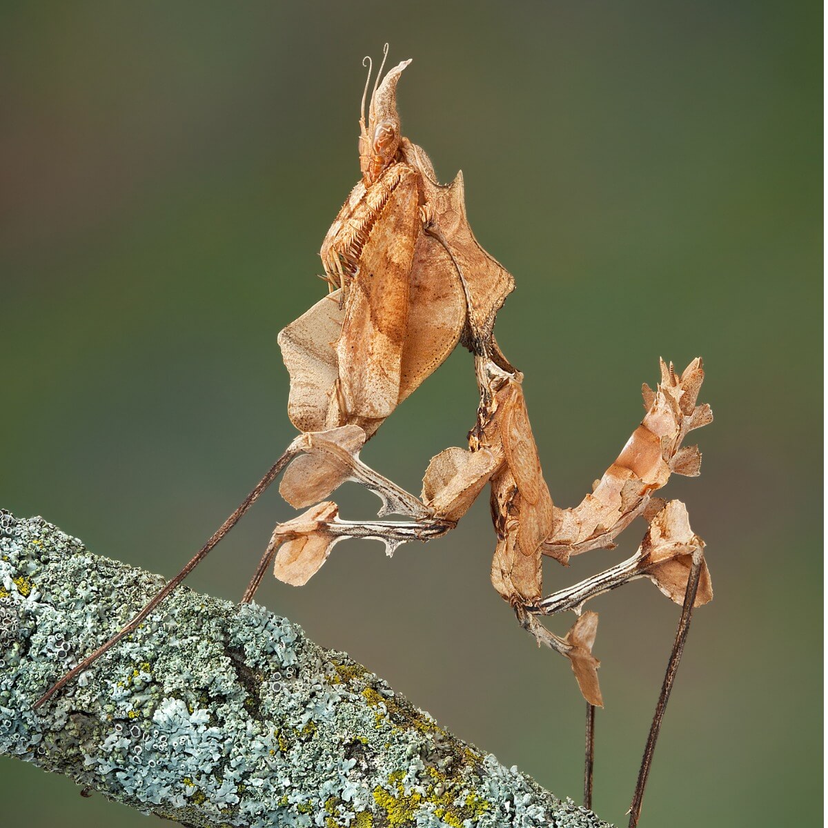 Un ejemplar juvenil de Idolomantis diabolica.