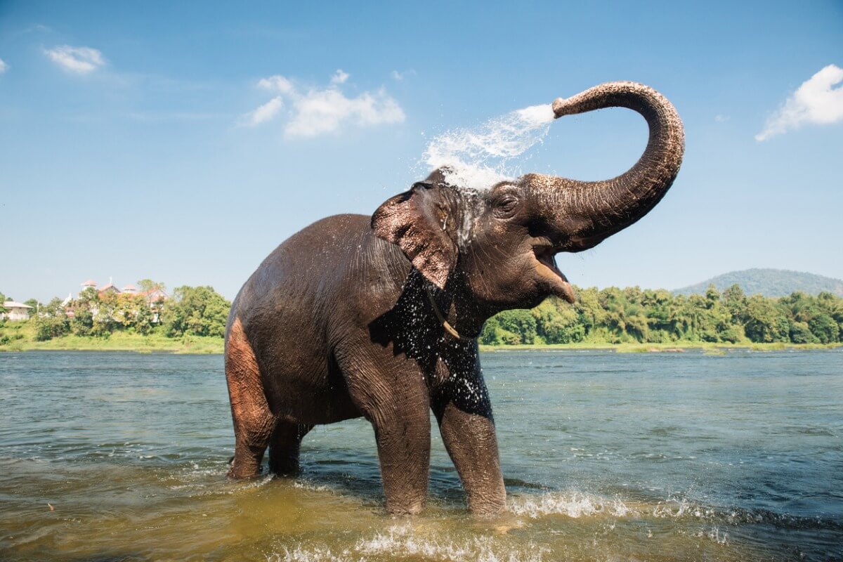 Un elefante asiático sonriendo.