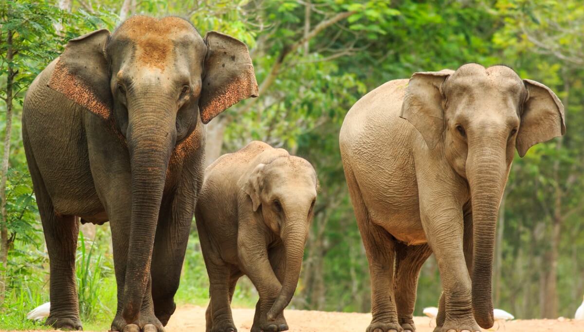 Uma família de elefantes asiáticos.