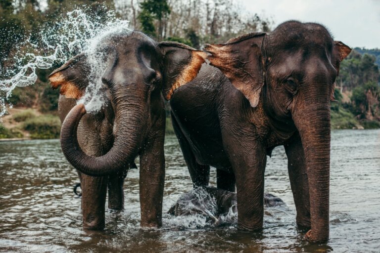 Elefante asiático: características, distribución y alimentación