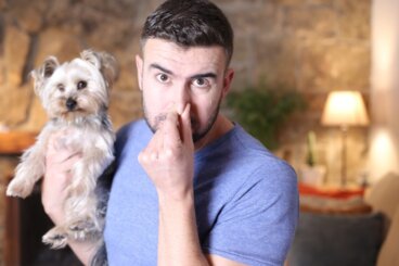 ¿Cómo eliminar el olor a zorrillo de tu perro?