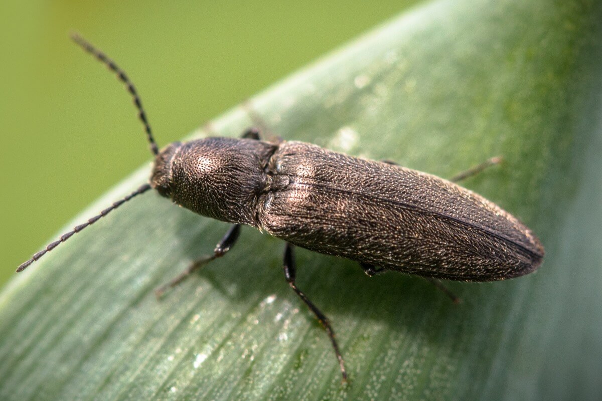 Un escarabajo bioluminiscente sobre una hoja.