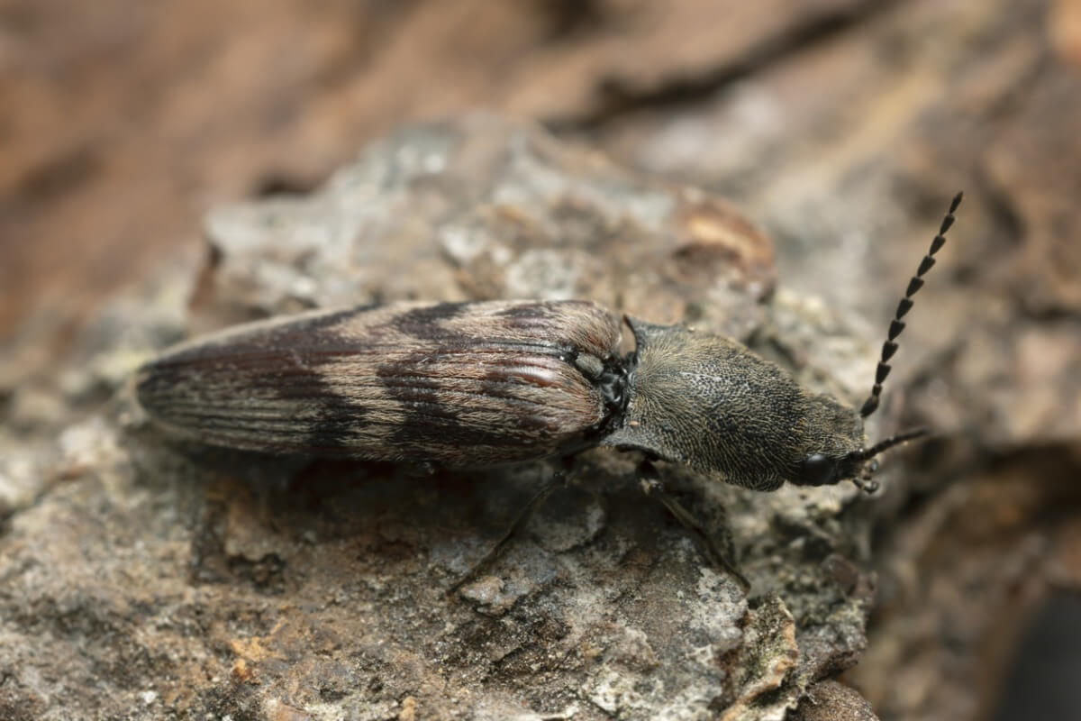 Un escarabajo bioluminiscente.