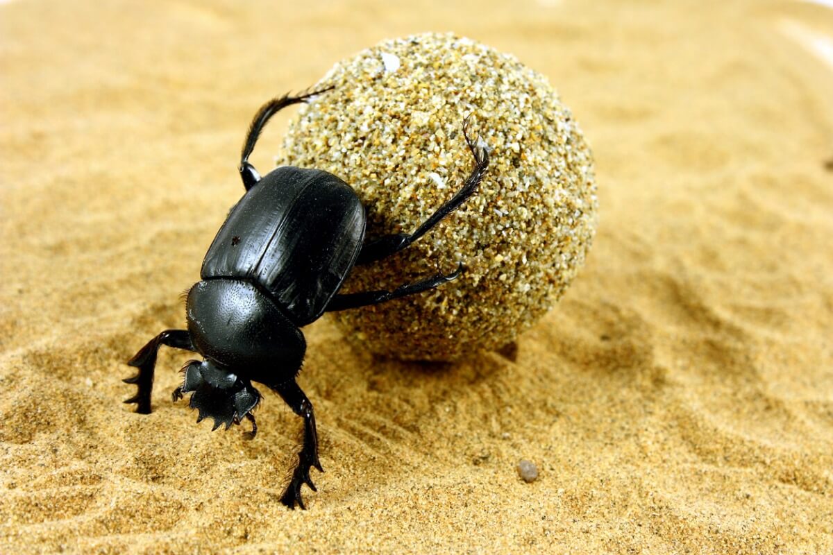 Un escarabajo egipcio transporta heces.