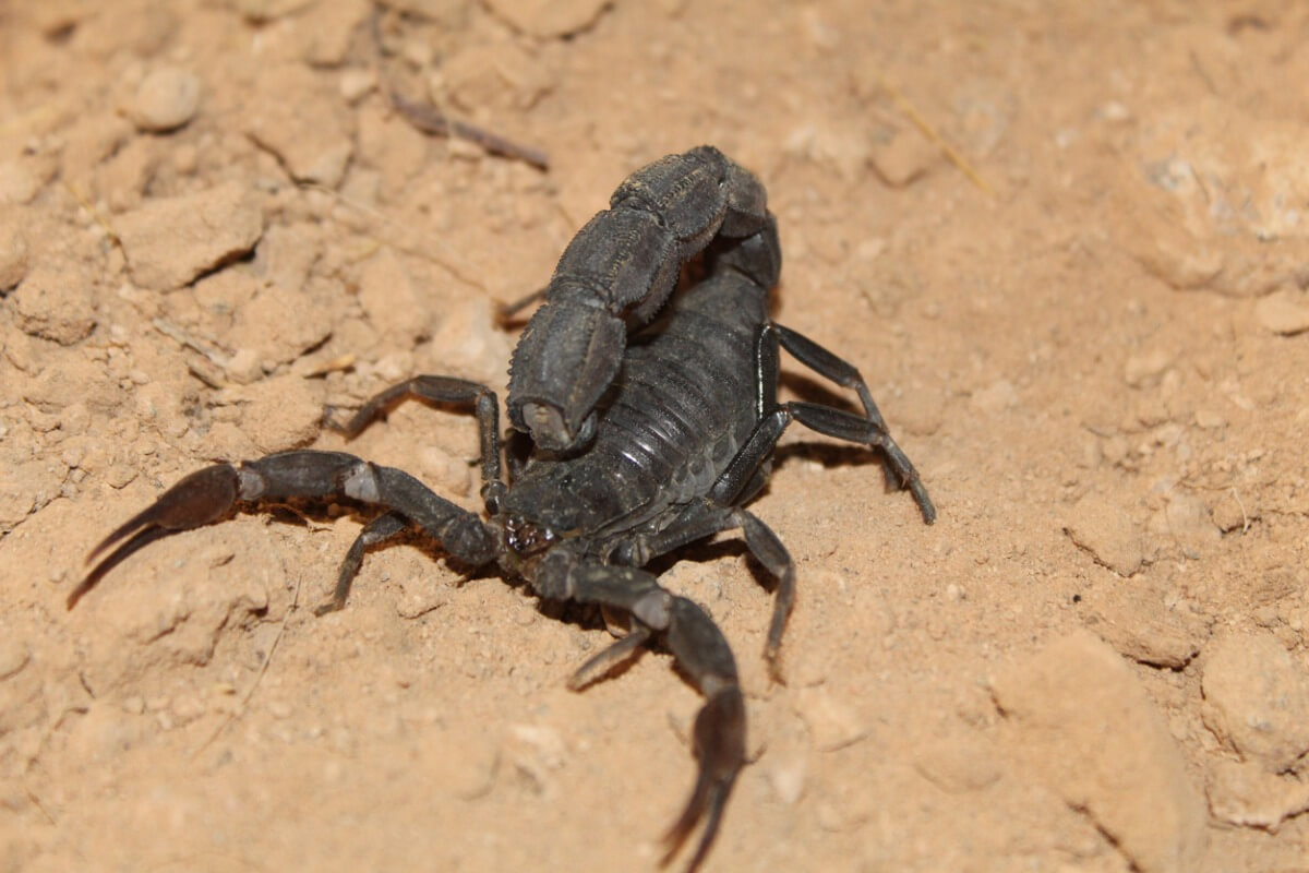 10 curiosidades de los escorpiones que te sorprenderán