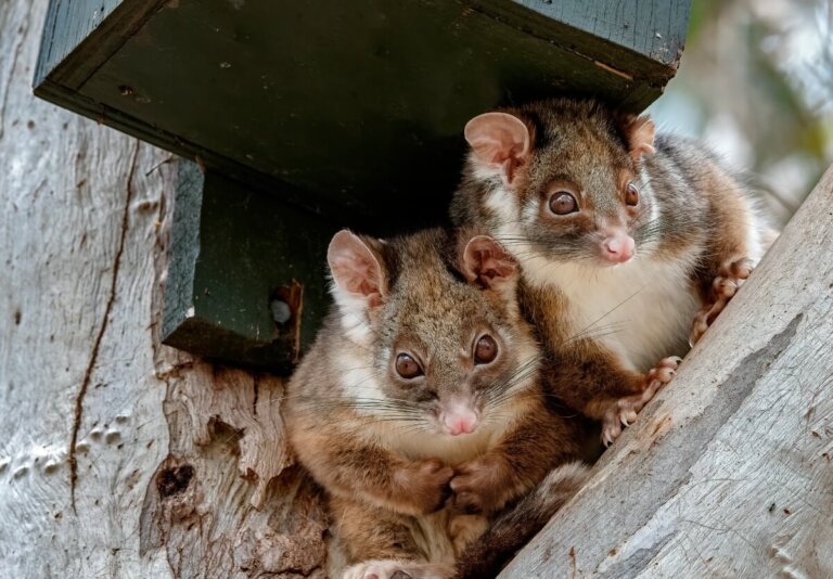 Falangero de cola anillada: hábitat, distribución y comportamiento
