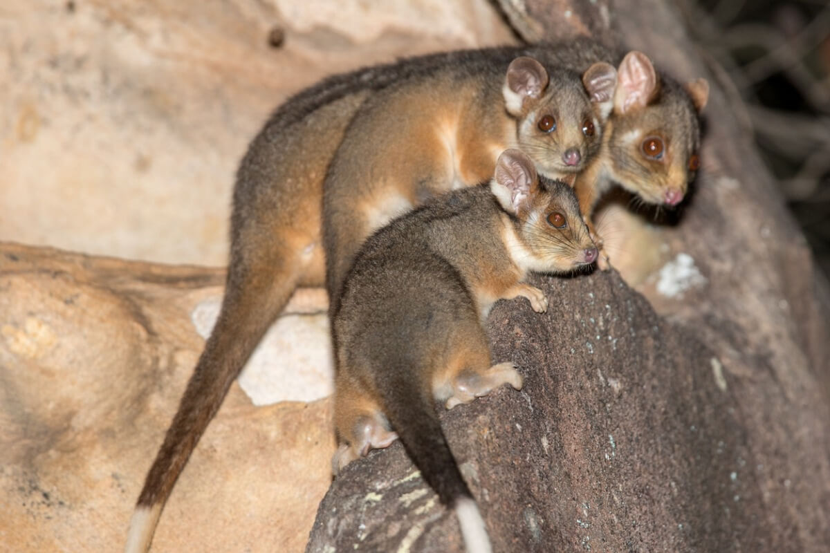 Una familia de falangero de cola anillada.
