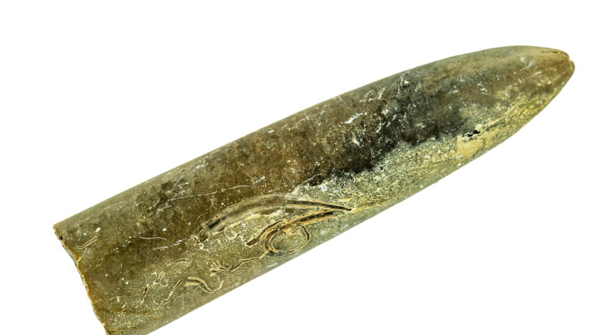 Um fóssil belemnita.