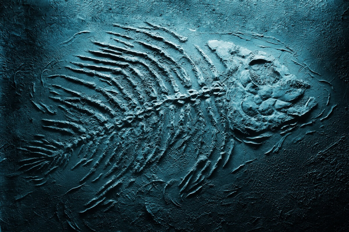 Un fossile bleu d'un poisson.