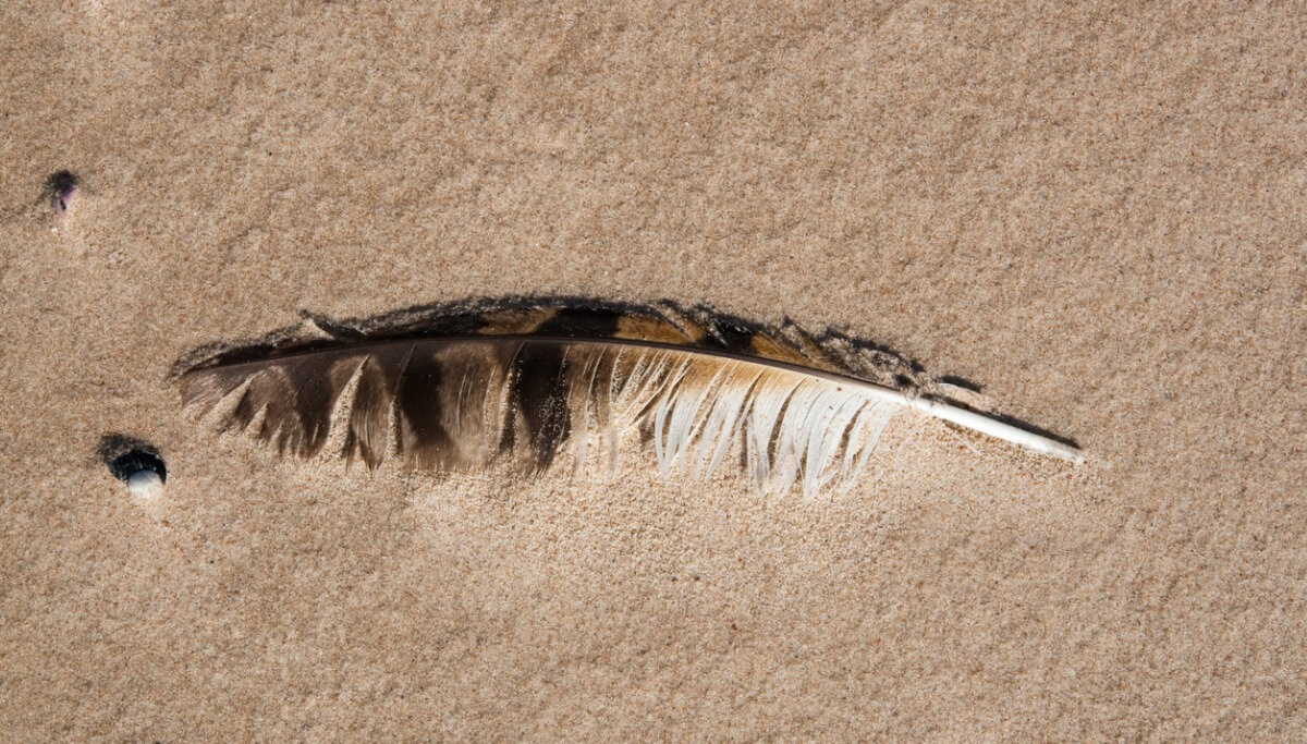 A fossil of a feather.
